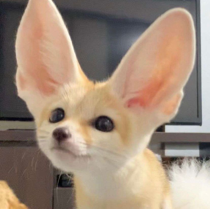 A random image of a confused fennec i found on discord
