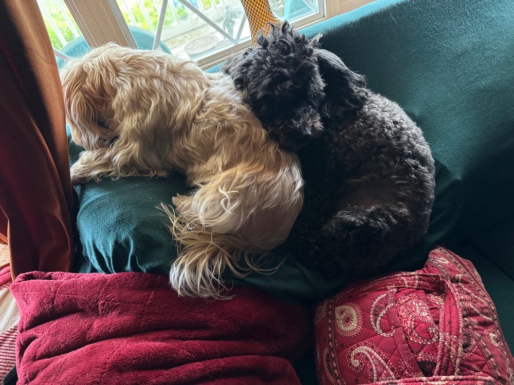 My two pups, Ruby and Crowley snuggling in the loveseat.