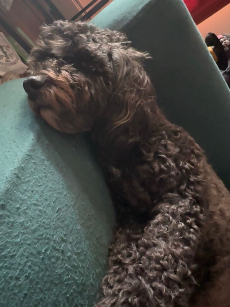 Crowley, a brown shih tzu/poodle mix napping on the couch. 