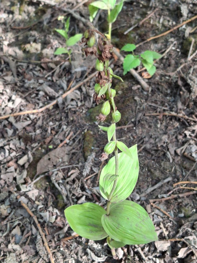 Broad-leaved Helleborine 