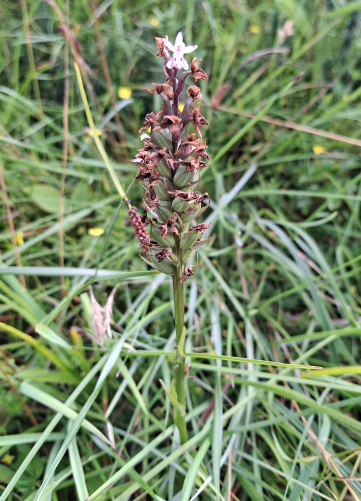 One flower left  - Common Spotted Orchid 