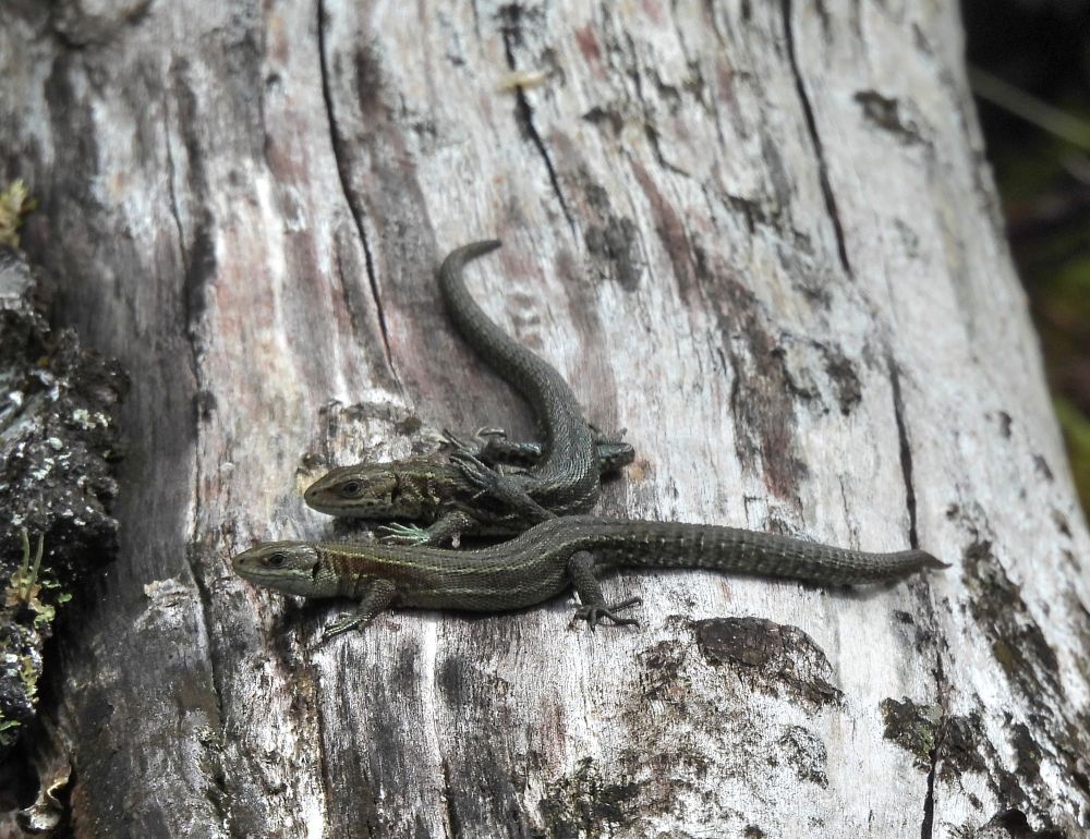 Two Common Lizards (juvenile)