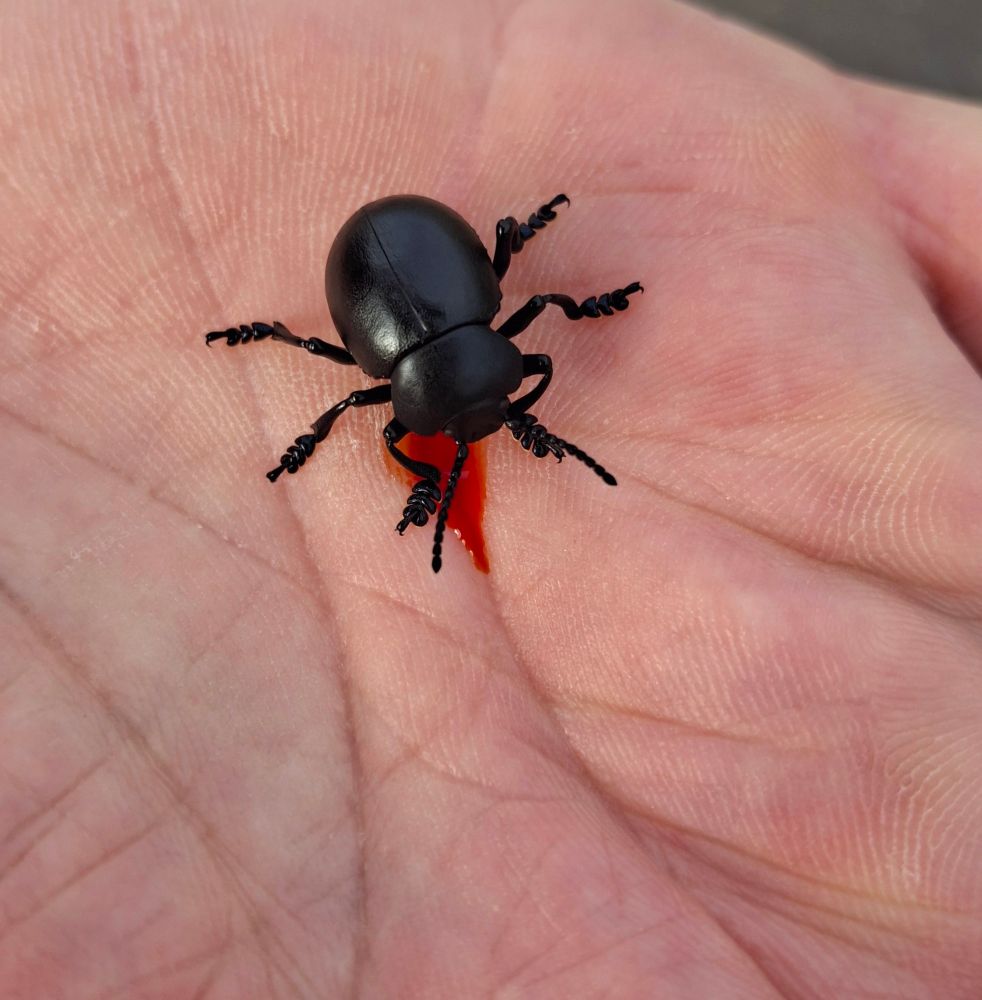 Bloody-nosed Beatle
