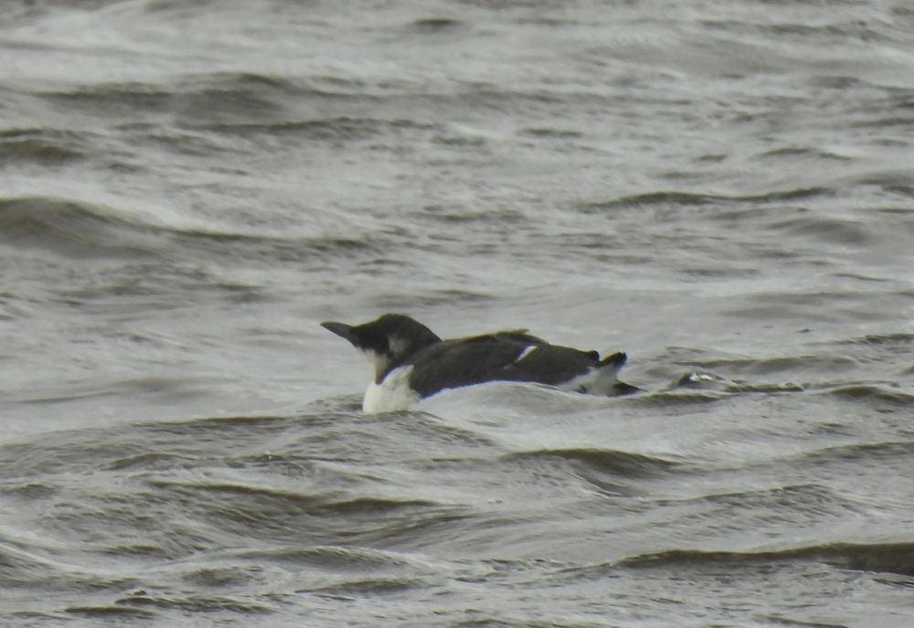 Guillemot off Cambus