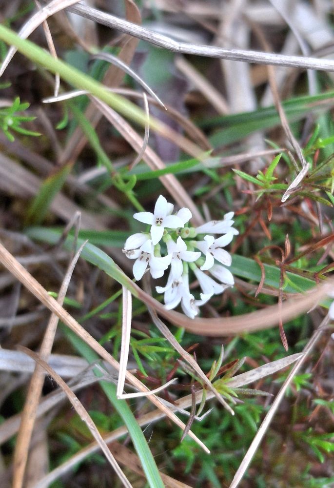 Squinansywort