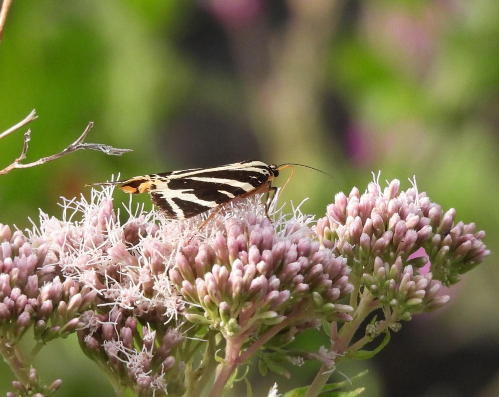 Jersey Tiger Moth