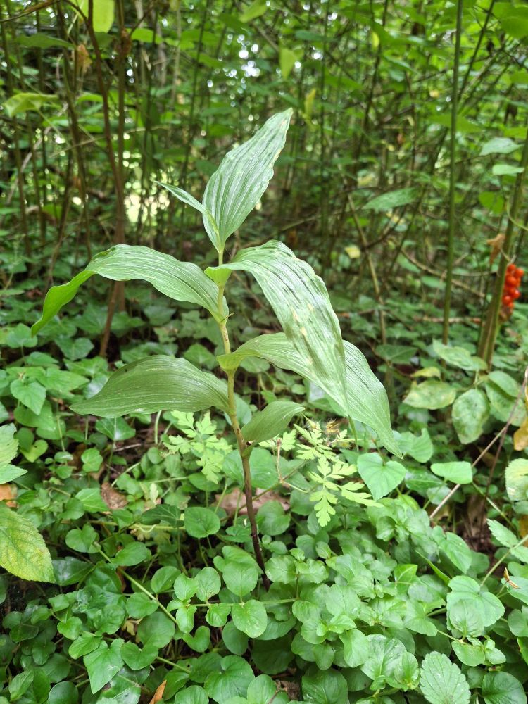 Broad-leaved Helleborine Hailes Abbey 