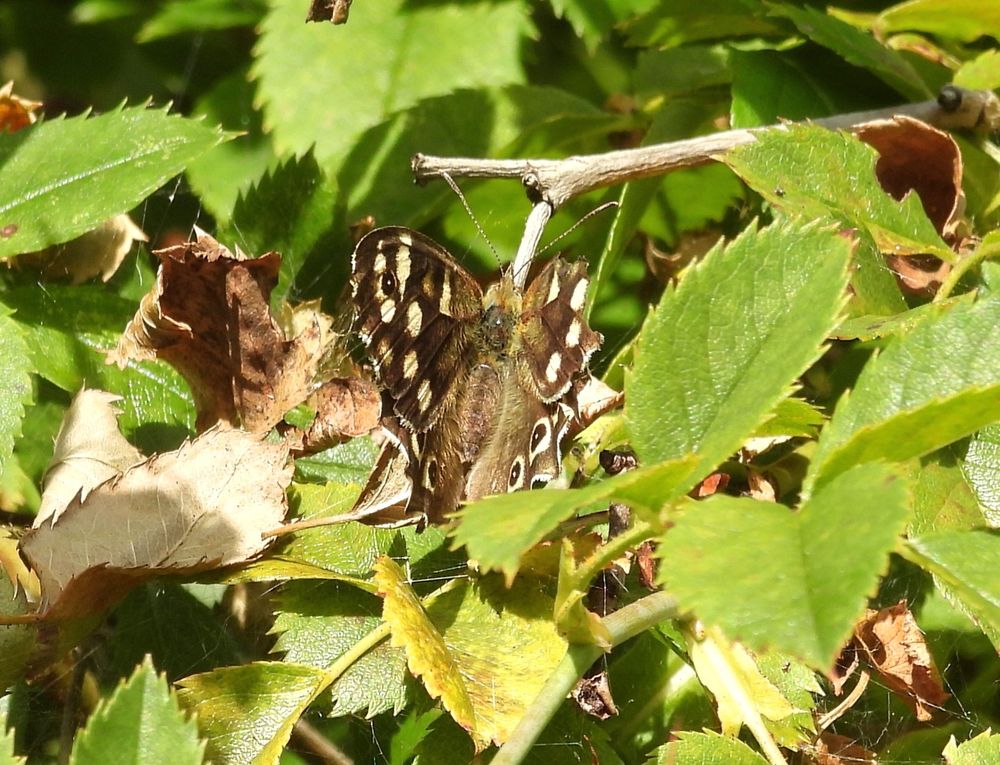 Spectacled Wood Butterfly 