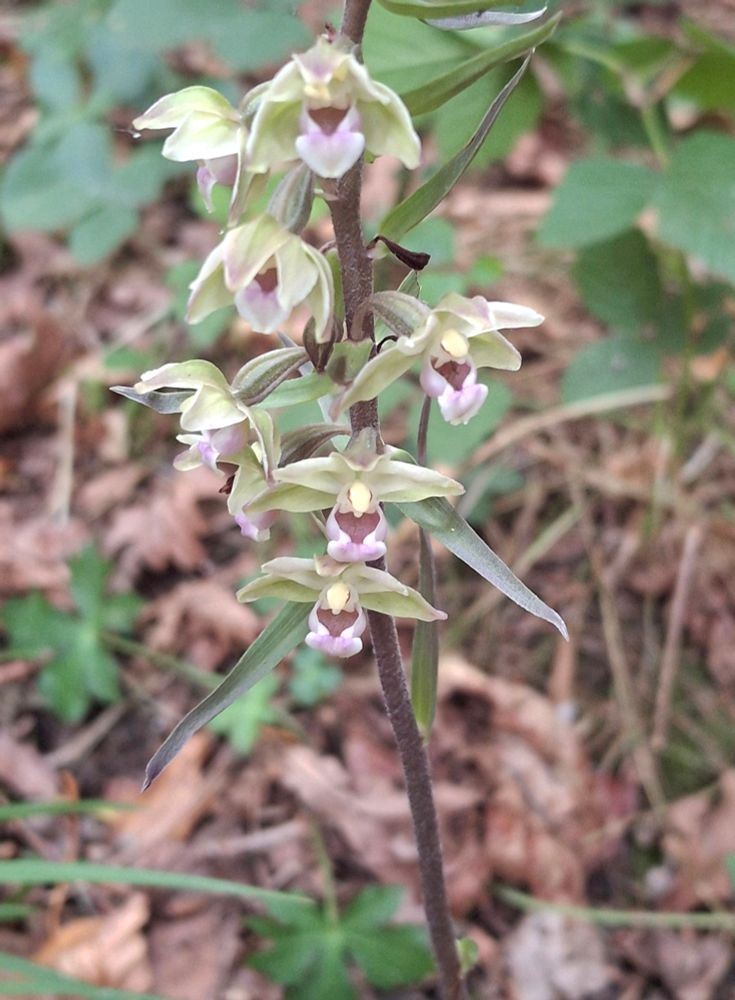 Violet Helleborine in prime condition 💜 