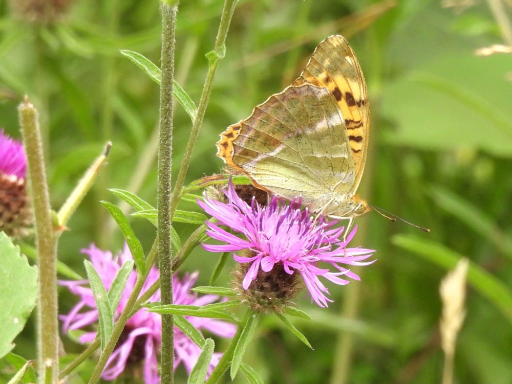 Silver-washed Fritillary at Lower Woods NR 