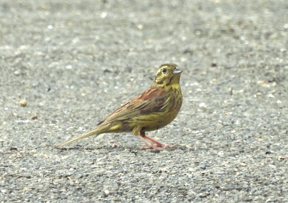 Cirl Bunting