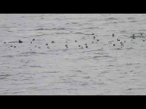 Balearic Shearwaters - Berryhead - Torbay - Devon - 30/07/2025