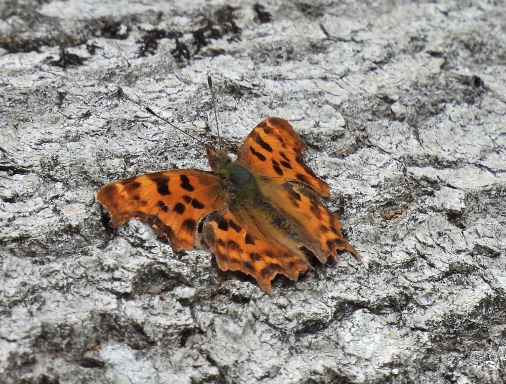 Comma in Lower Woods Nature Reserve 