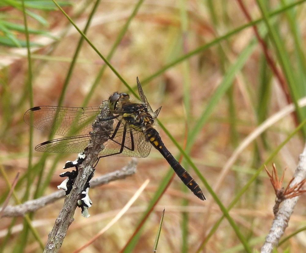 Male Black Darter