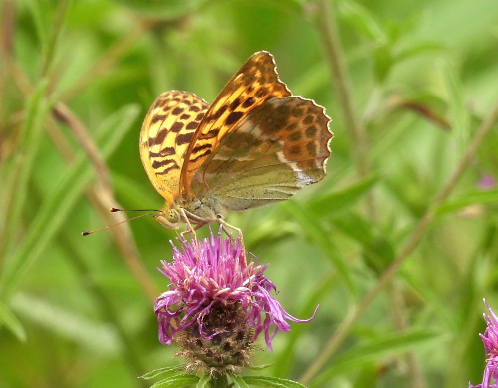 Silver-washed Fritillary in Lower Woods NR