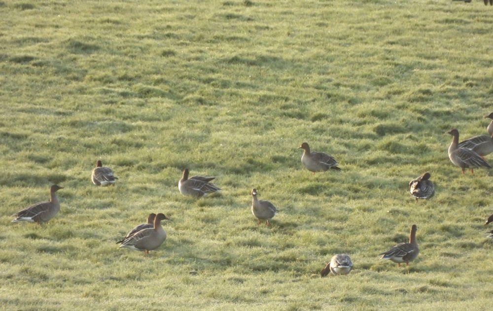 Distant Taiga Bean Geese - Slamanan