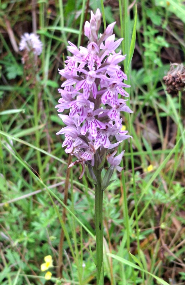 Common Spotted Orchid 
