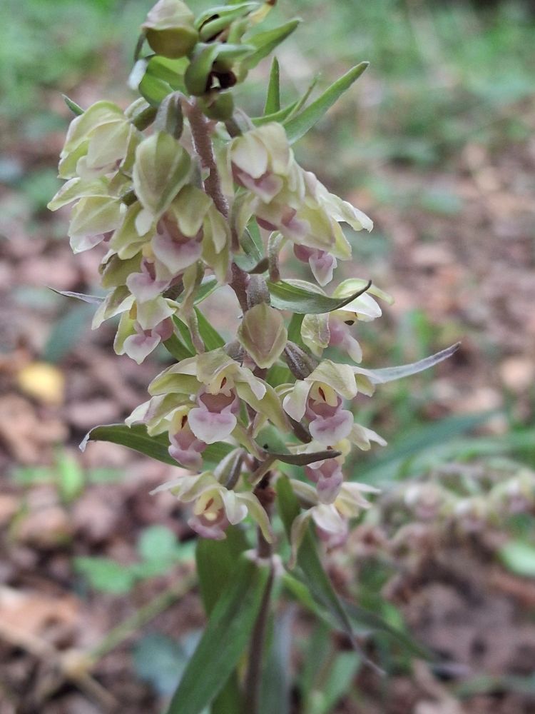 A real beauty - Violet helleborine 