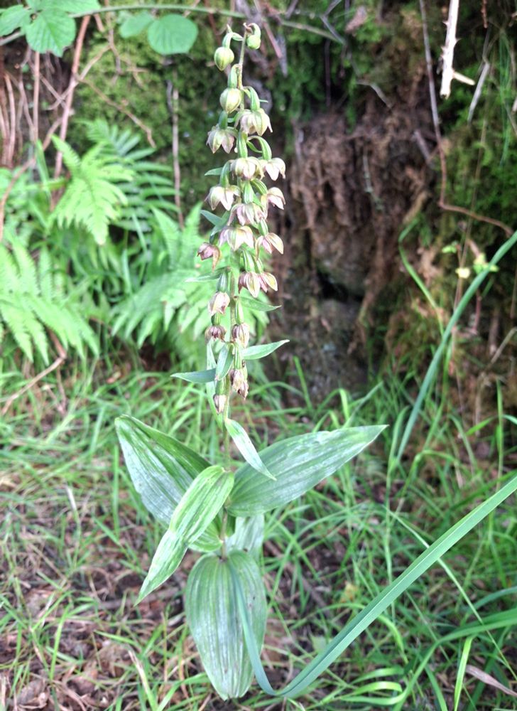 The only decent looking Broad-leaved Helleborine on the Cycle Path 