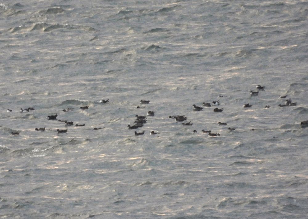 A raft of Balearic Shearwaters 
