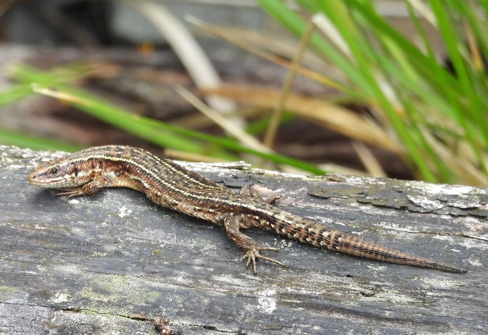 Common Lizard 