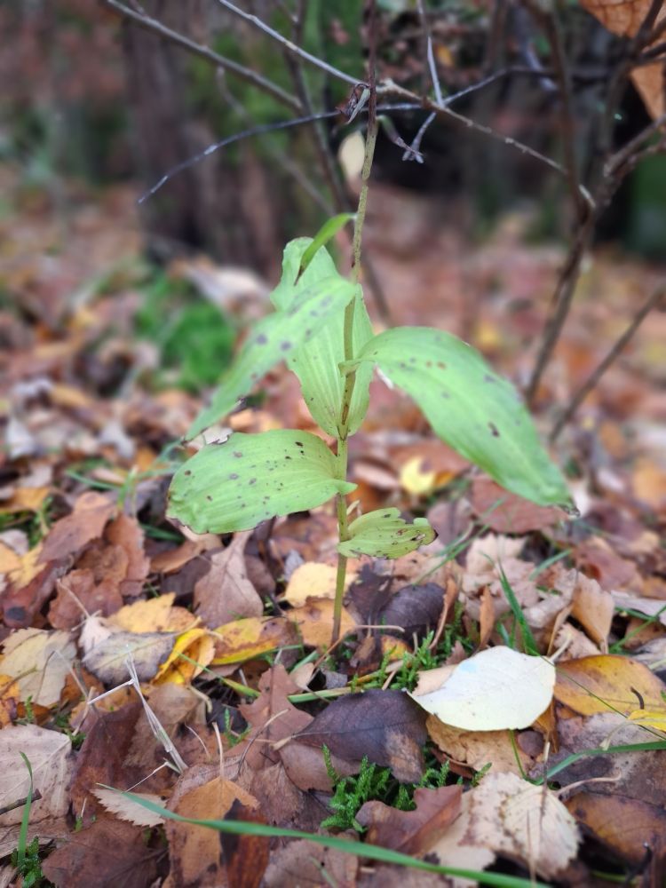Broad-leaved Helleborine.