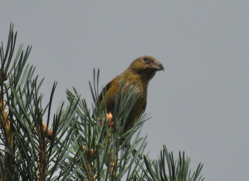 Common Crossbill