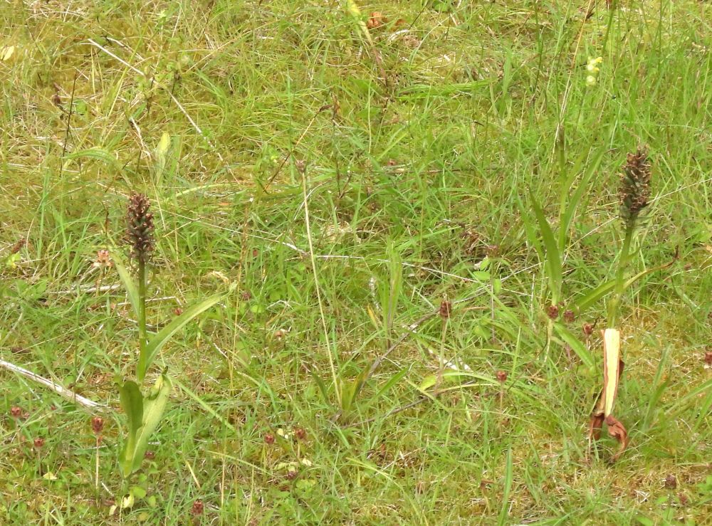 Southern Marsh Orchids