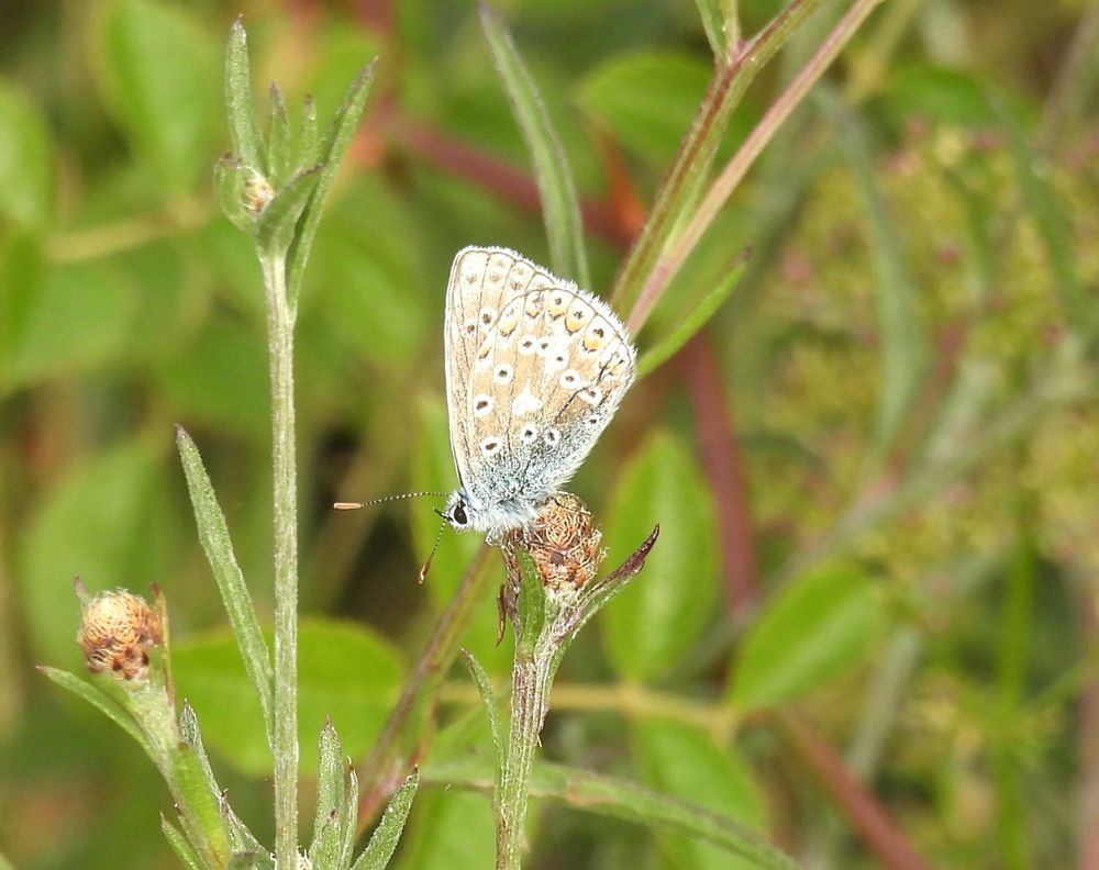Common Blue at Berryhead 