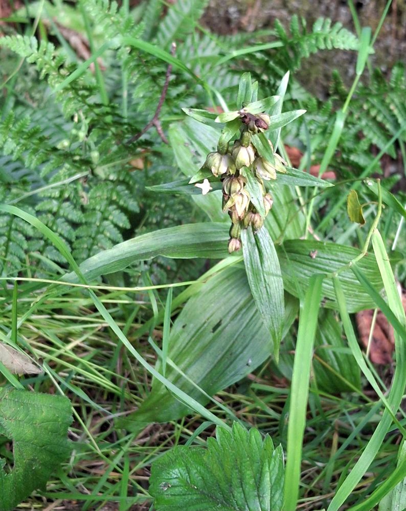 Broad-leaved Helleborine on Dunfermline Cycle Path 
