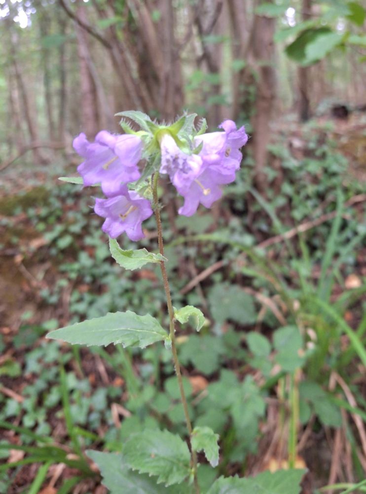 Nettle-leaved Bellflower 