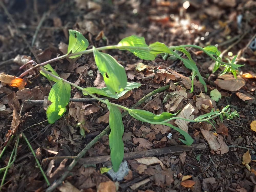 Townhill Broad-leaved Helleborines in shade still looking done.