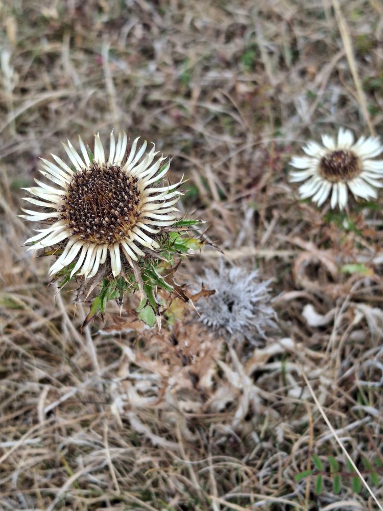 Carline Thistle 