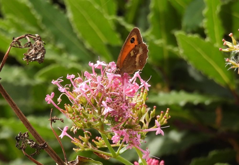 Gatekeeper in Paignton