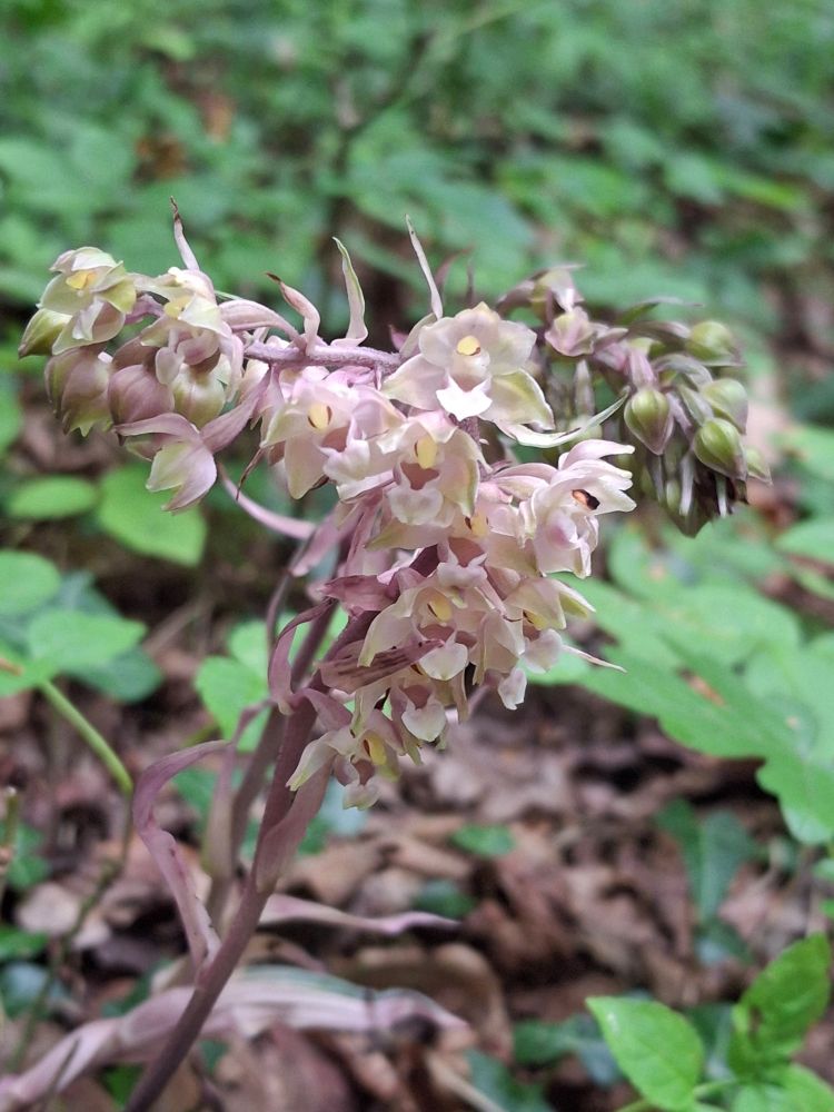 Beautiful pale Violet Helleborine 