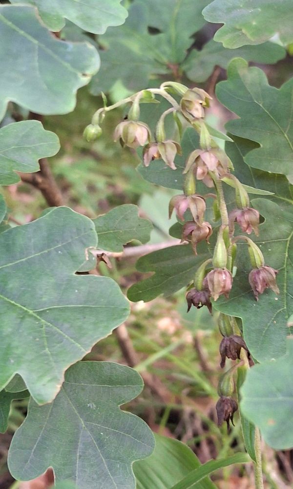 Broad-leaved Helleborine under small oak