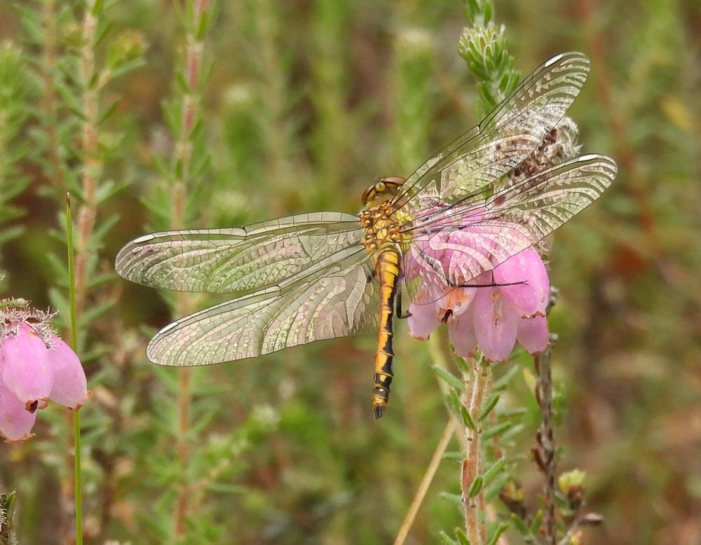 Female Black Darter