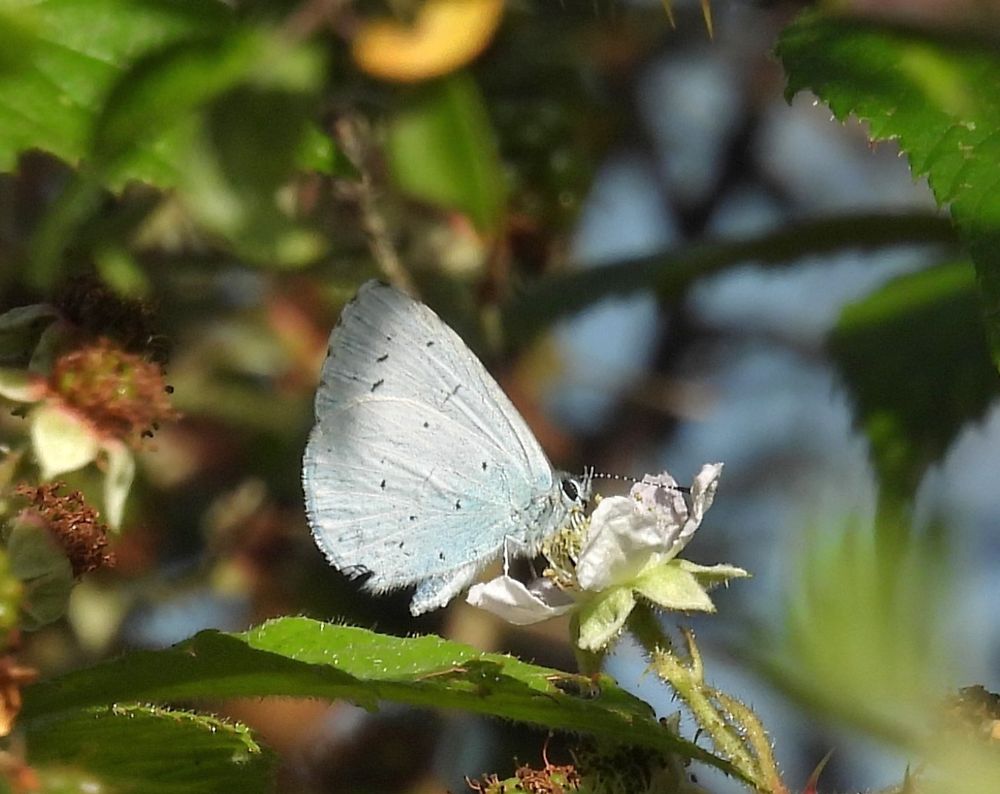 Holly Blue Butterfly 