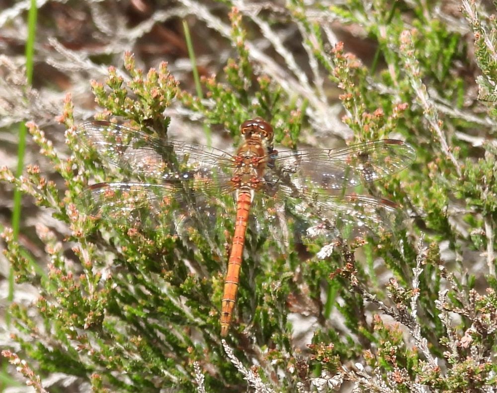 Common Darter