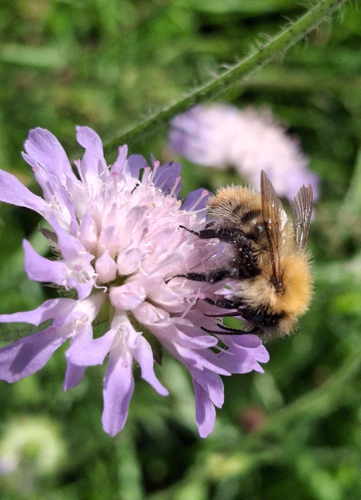 Common Cader Bumblebee 