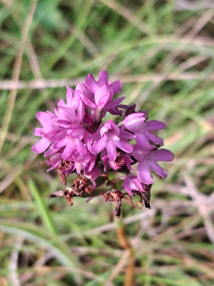 Pyramidal Orchid 
