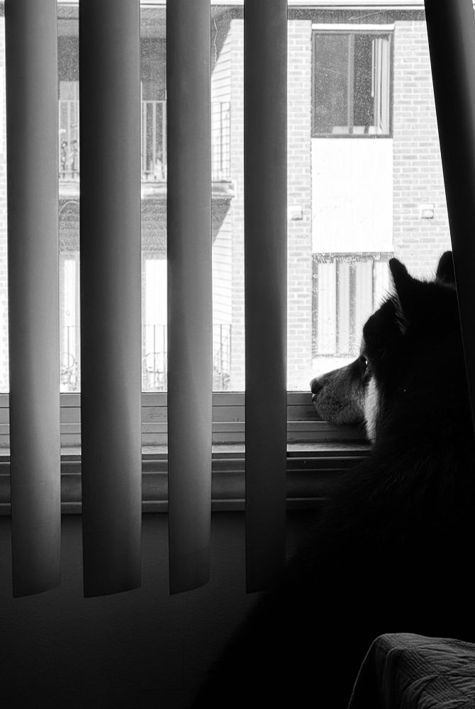 Dog stares out of a window and ponders the meaning of the universe.