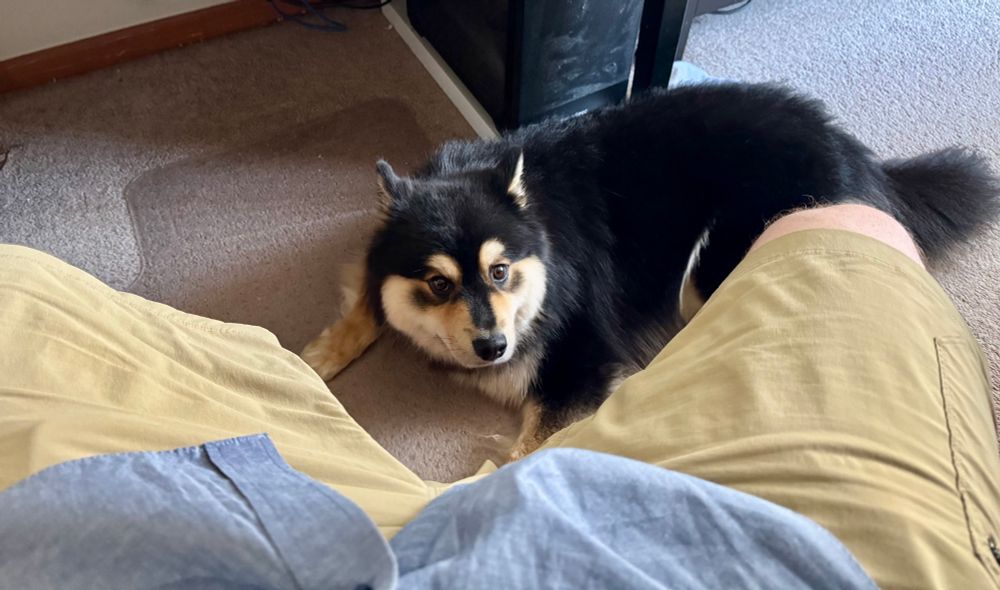 Nova, the Finnish Lapphund, stares up at me from the floor in-between my legs and my desk
