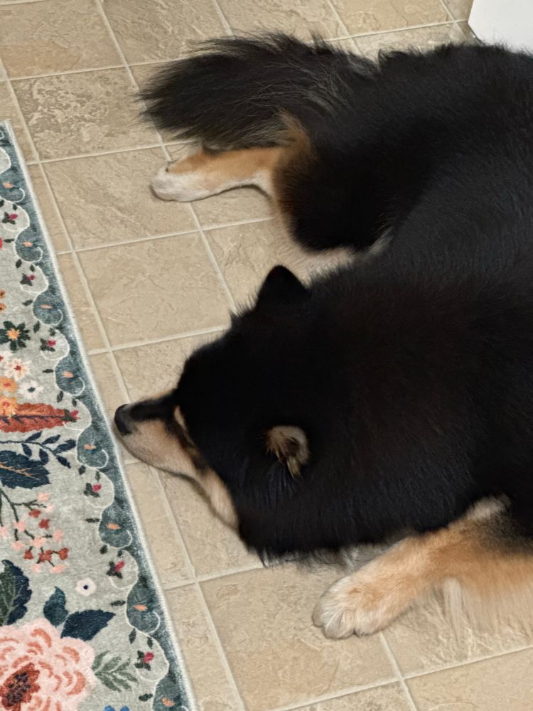 Nova, the Finnish lapphund, rests on the cold kitchen floor.