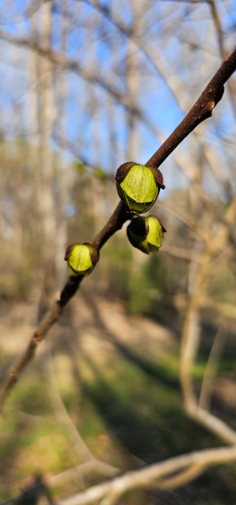 Pawpaw flower about to bud 