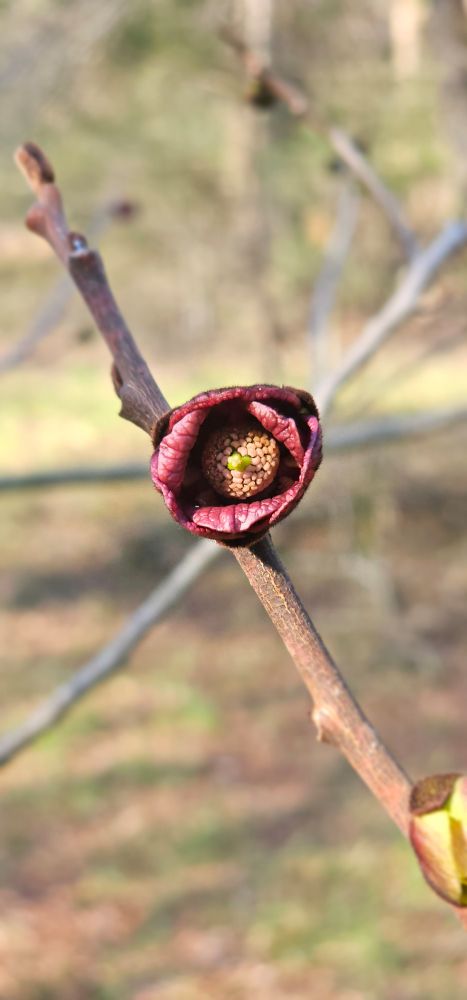 Open pawpaw flower