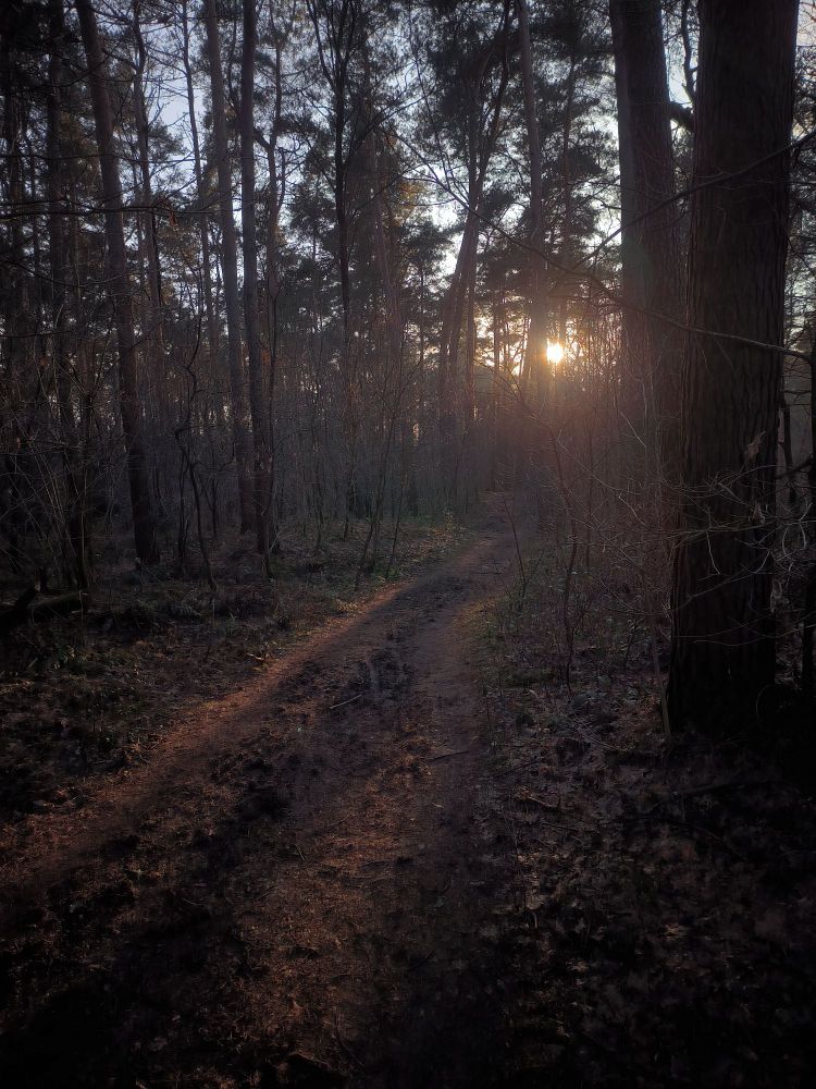 ein Waldweg ich die Ferne, verläuft zwischen den Bäumen. Recht Mittig, ganz weit weg die Sonne
