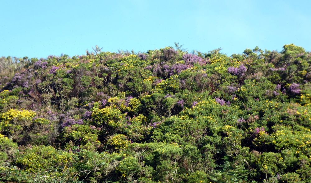 Colourful heathland.