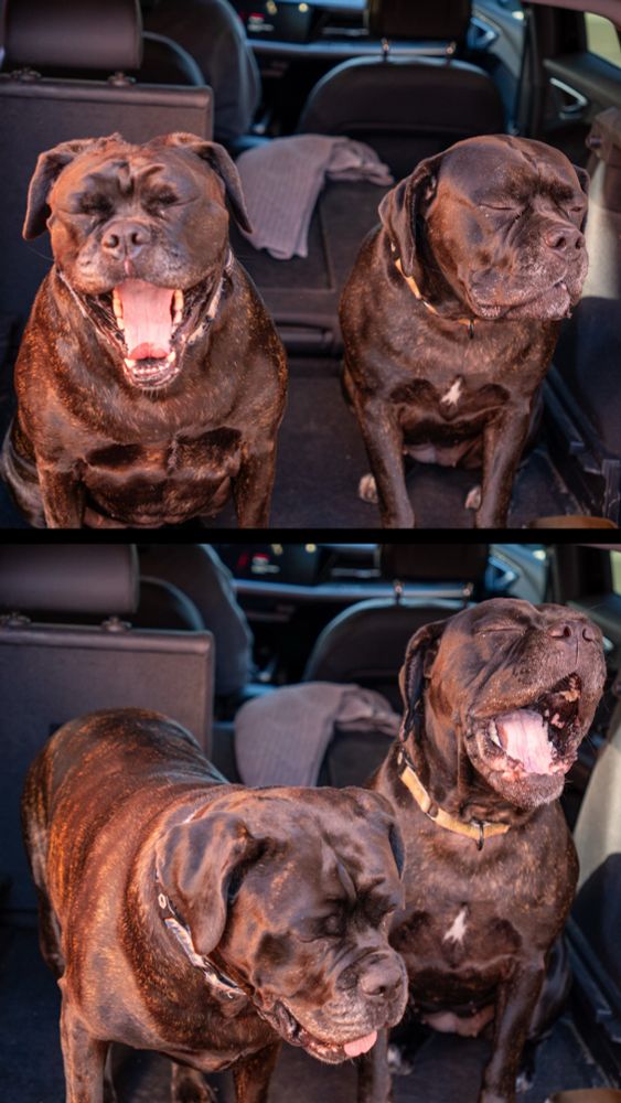 Two photos combined into one image. Both of two cane coreso female dogs in the back of car. In each photo both dogs are looking away from the camera. 