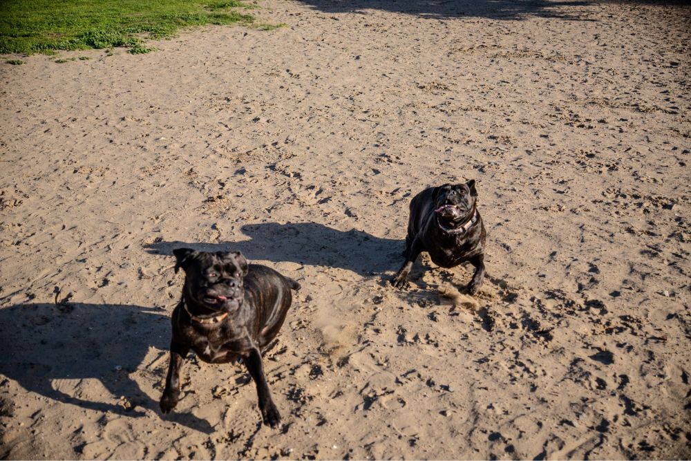 Two cane corso dogs photographed mid lunge as they start to play. 